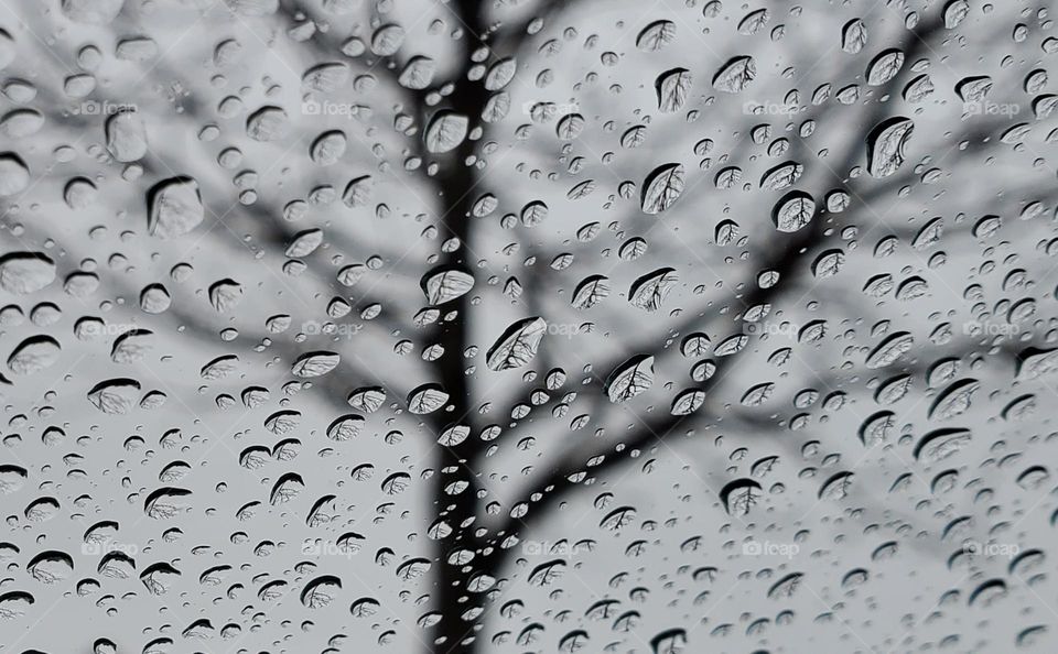tree image in rain drops..