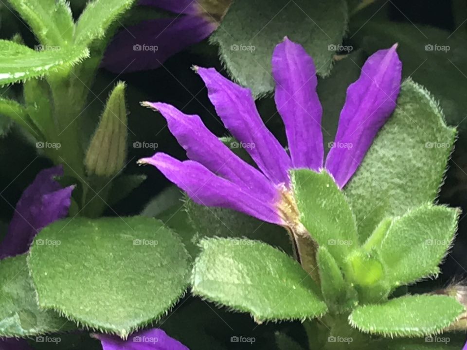 Purple flowers with leaves 