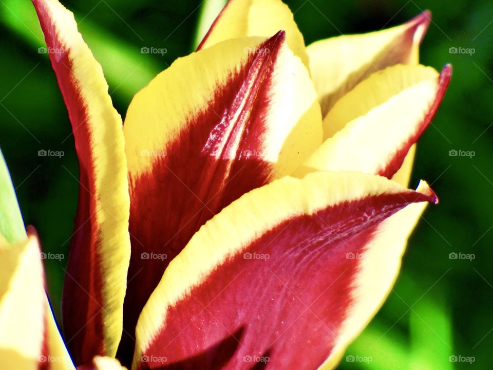 Beautiful tulip in Indiana 