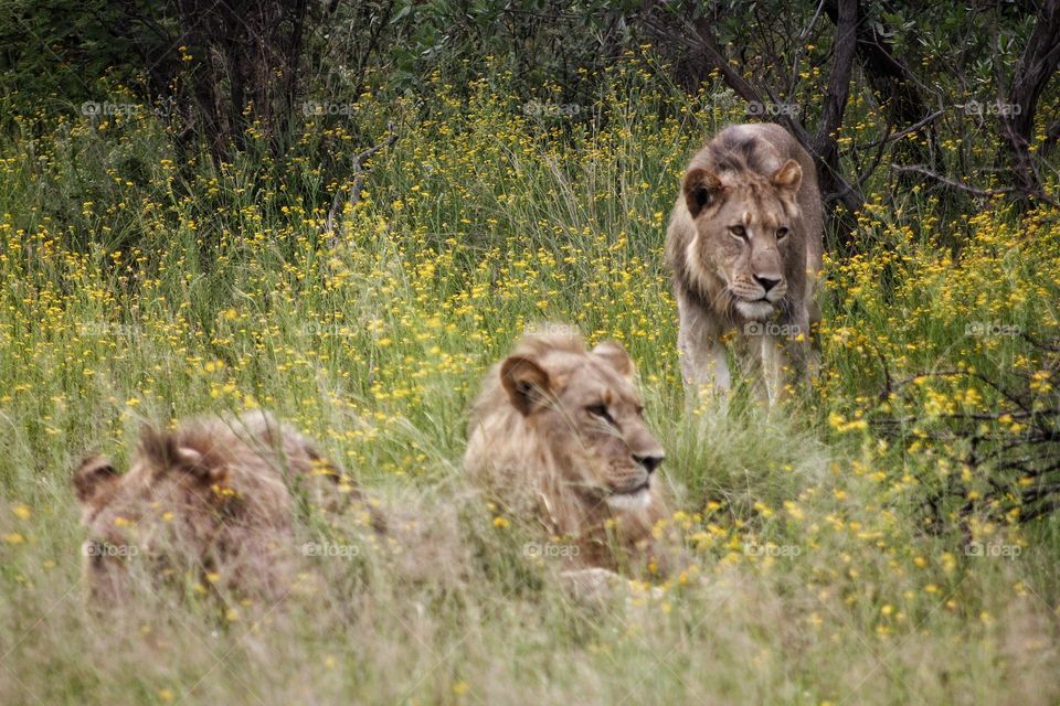 lions late afternoon preparing for the hunt.