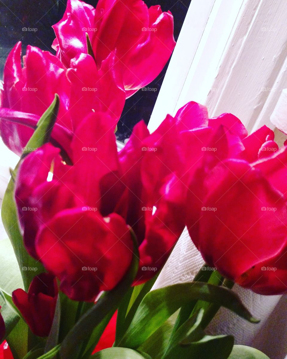 Tulip, Flower, Nature, Bouquet, Flora