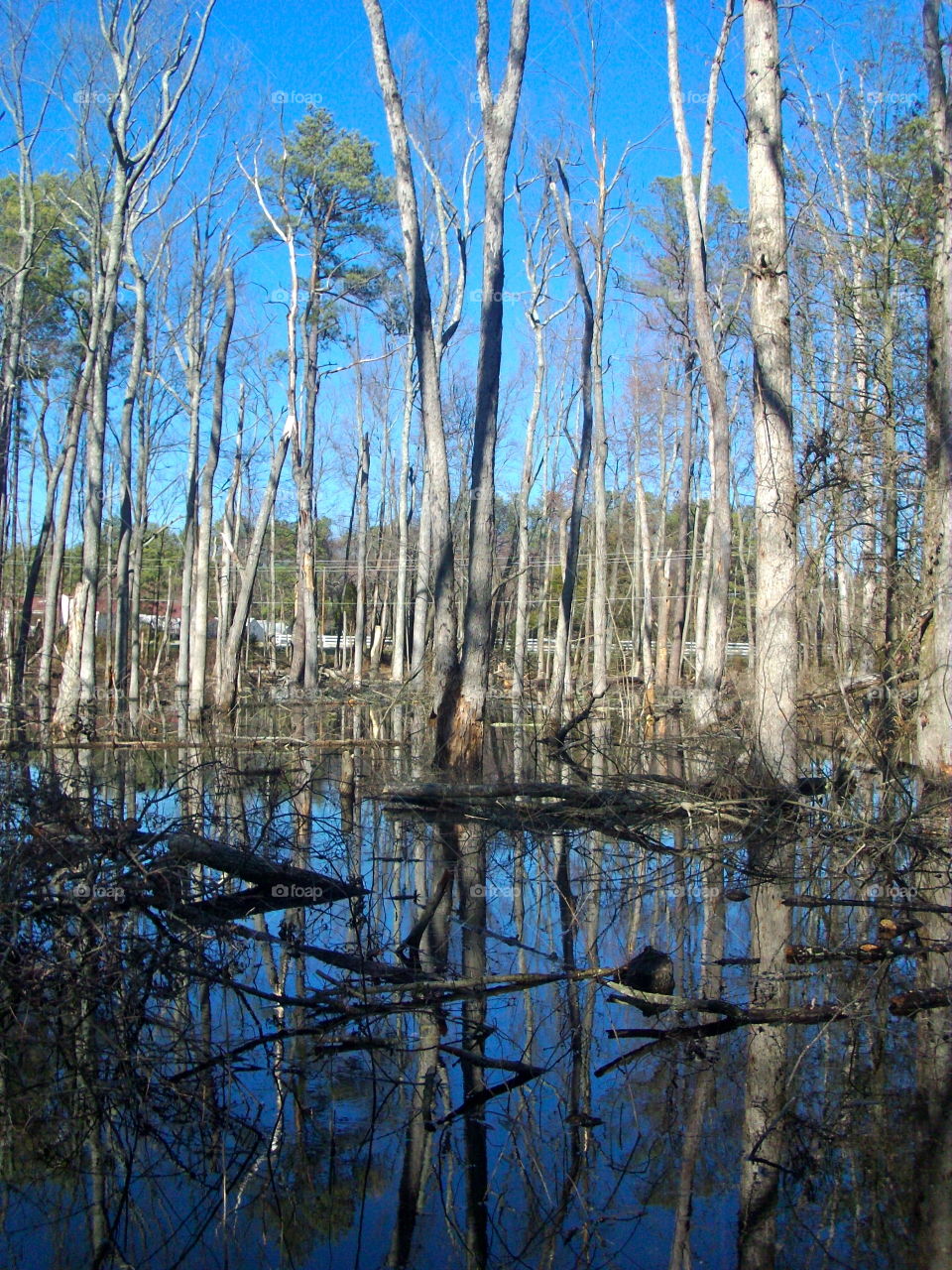 No Person, Wood, Nature, Tree, Water