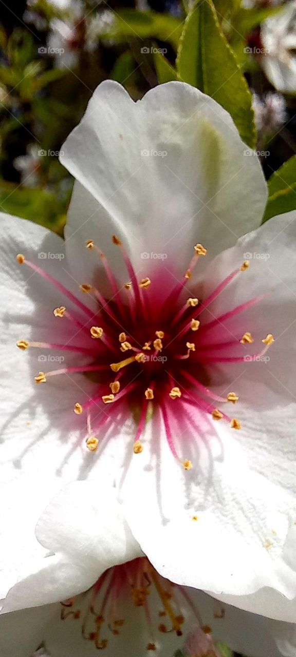 Almond tree