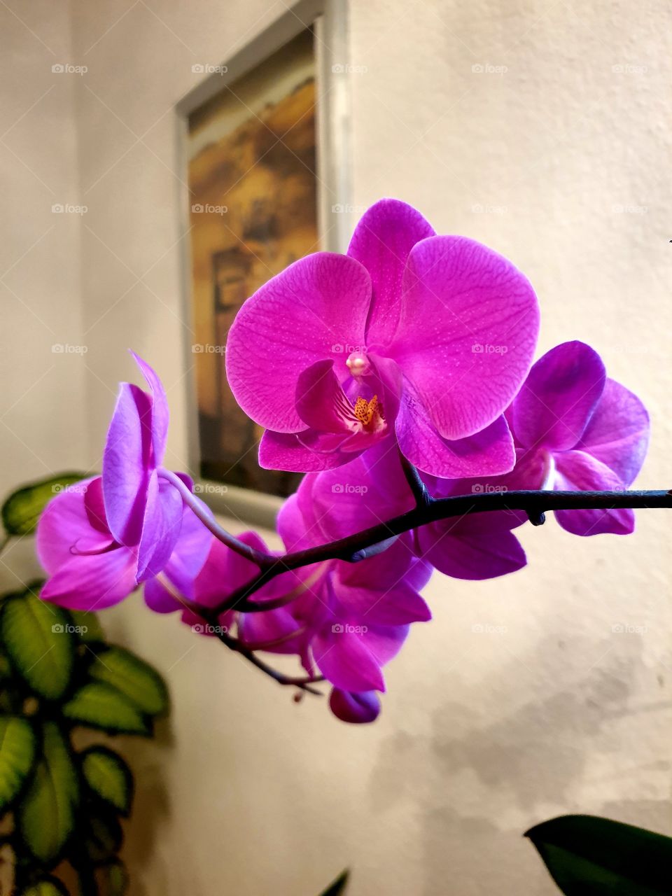 Орхидея , Orchidee