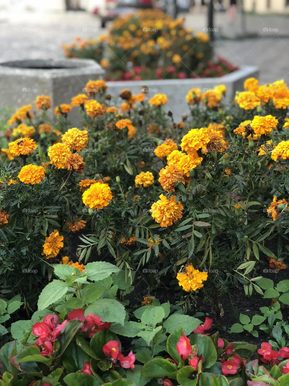 Flowers 
