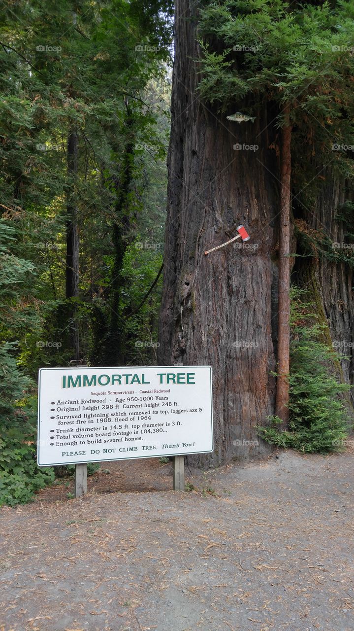 A famous giant redwood tree in the Avenue of the Giants, known as the Immortal Tree.