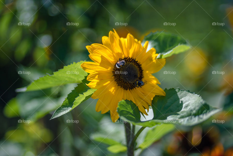 sunflowers bees and bumblebees