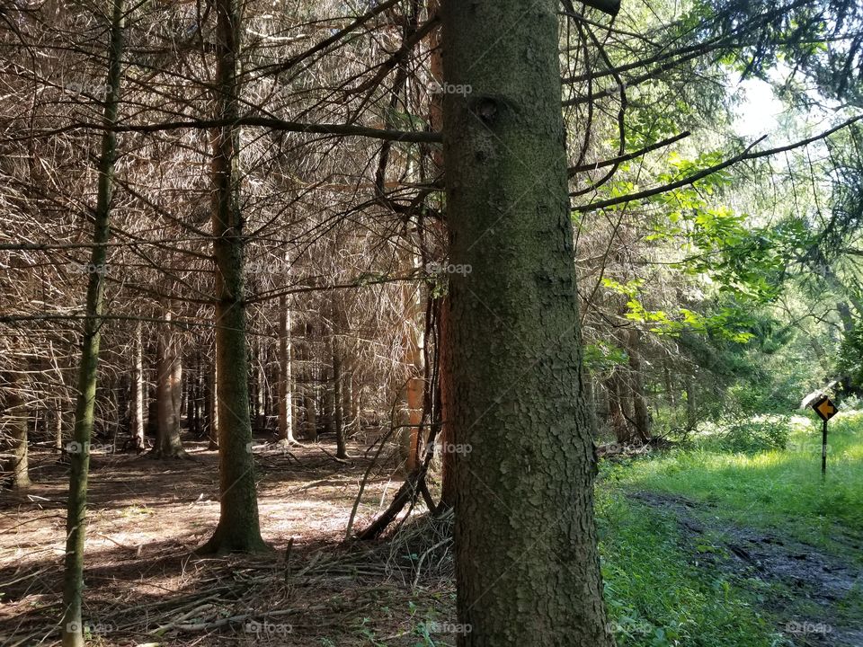 woods,  dead and thriving. no filter