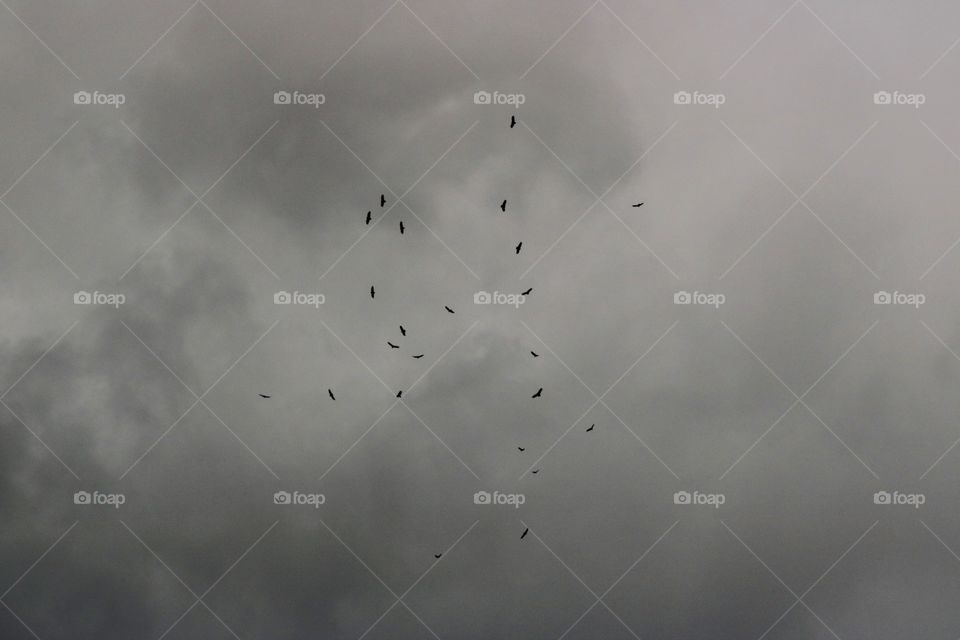 Birds circling over head