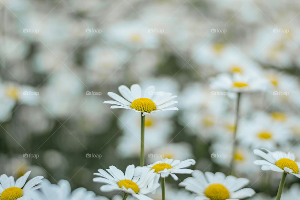 Blooming of beautiful Daisy flowers
