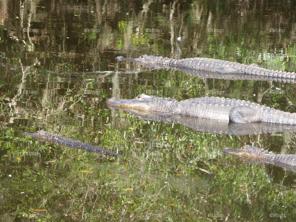 Alligators