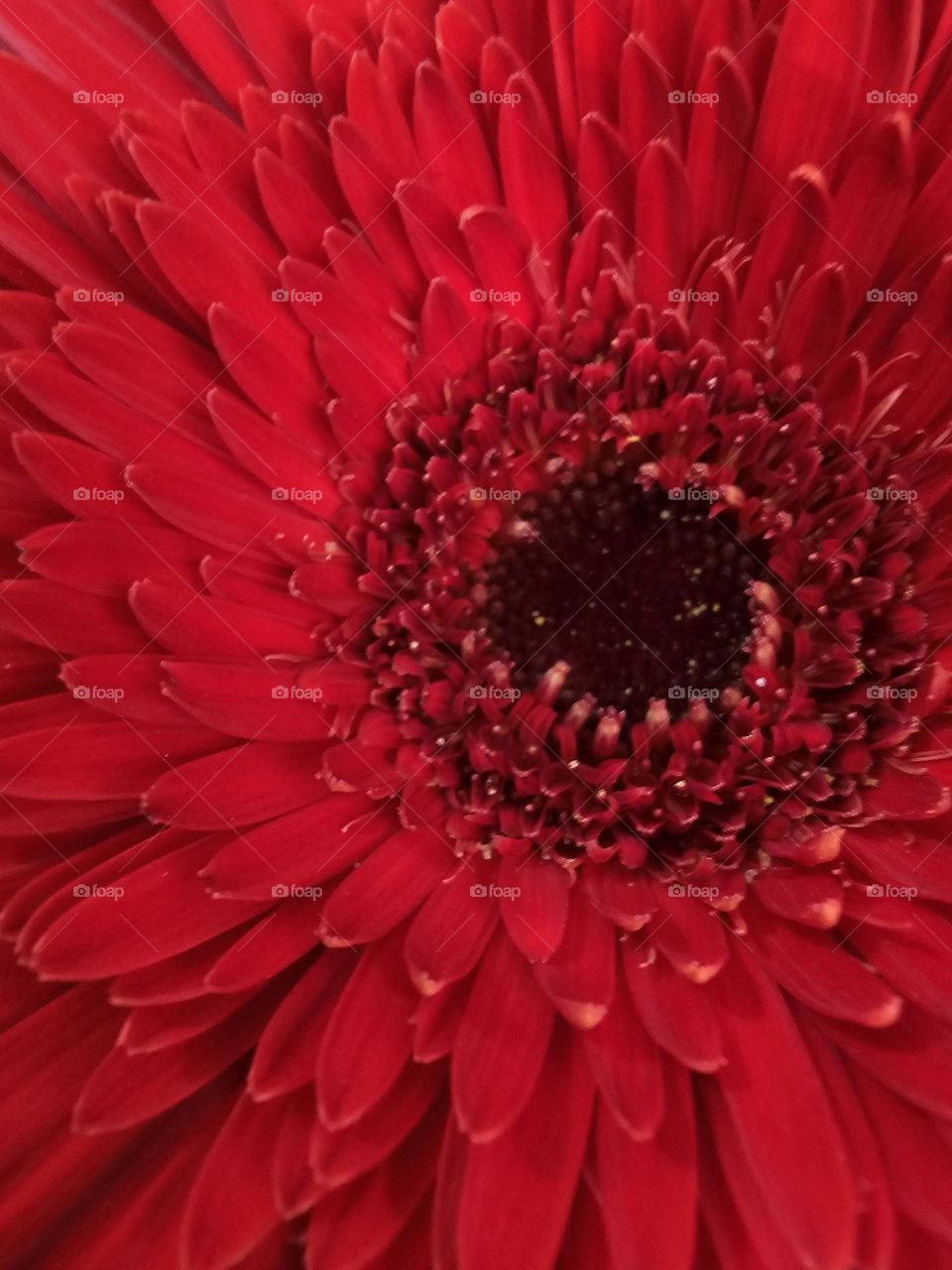 A Gerbera is also commonly known as the African daisy, and the red Gerbera symbolizes admiration and love.