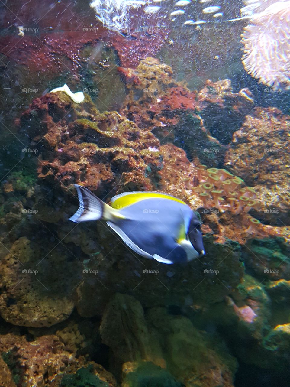 Acquario di Genova, IT