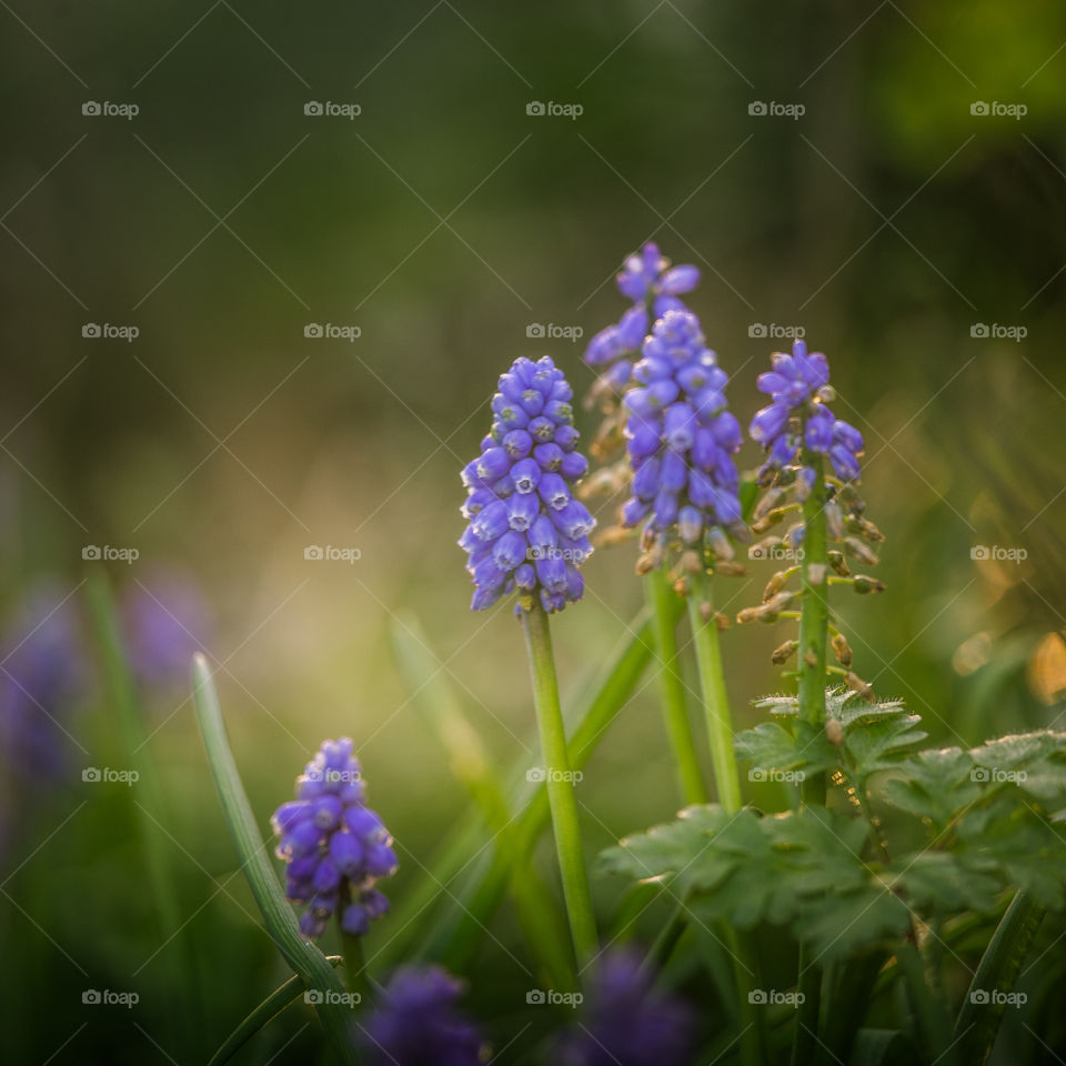 Spring flowers in London