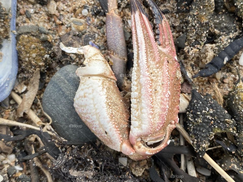 A crabs legs on a Lake District beach