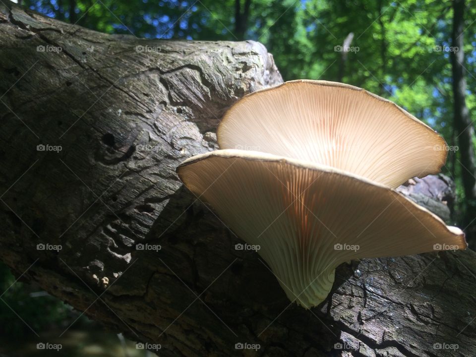 Mushrooms in the sunlight

