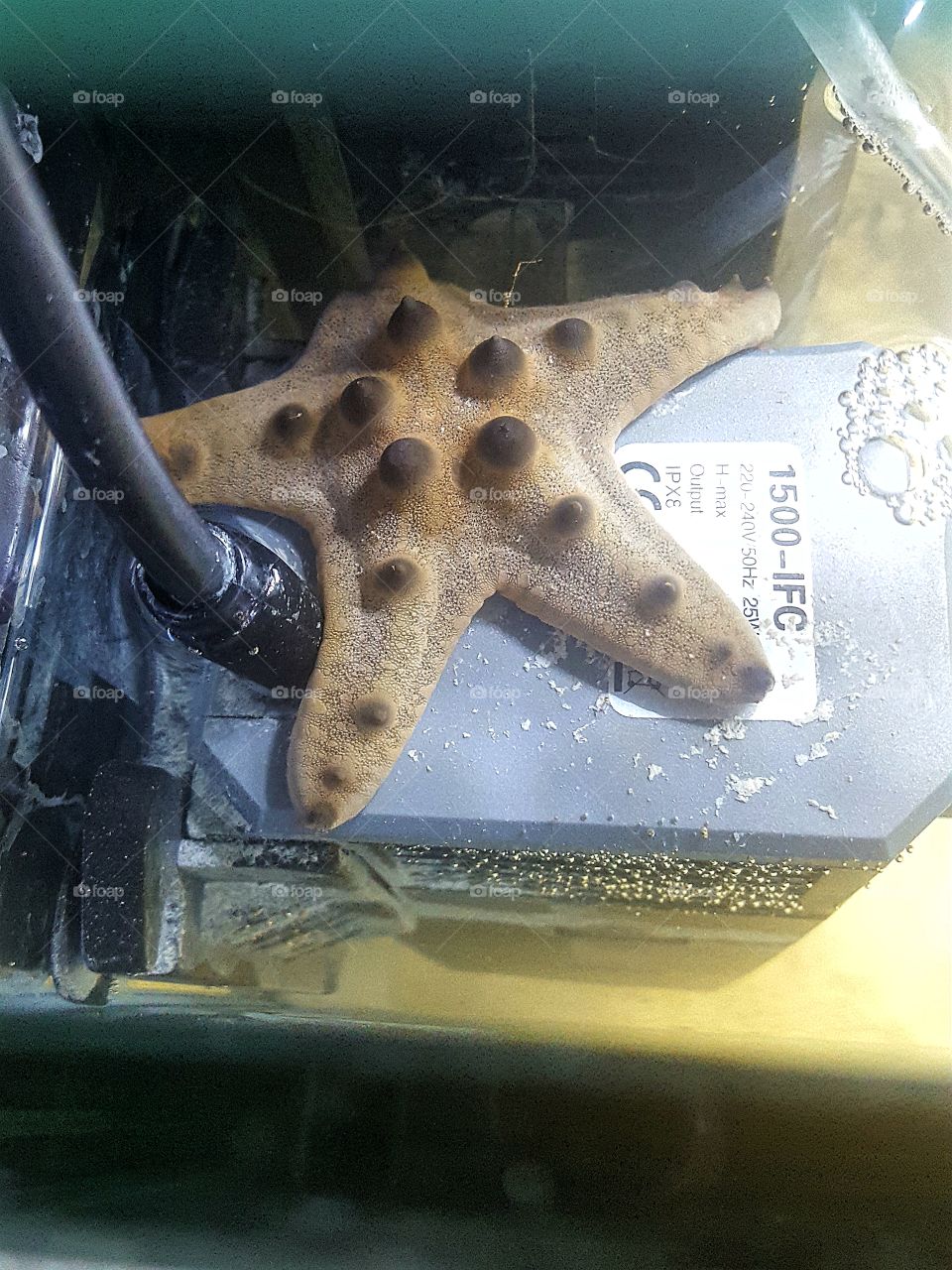 chocolate chip cookie starfish
