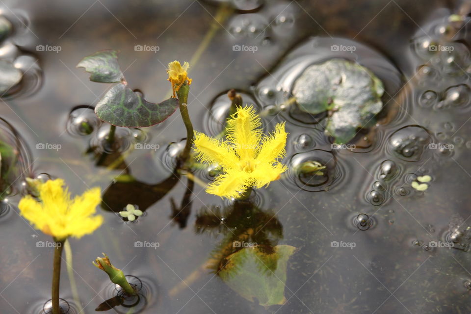 Unusual yellow water flower at Queen Sirikrit Botanical Garden Chiang Mai Thailand 