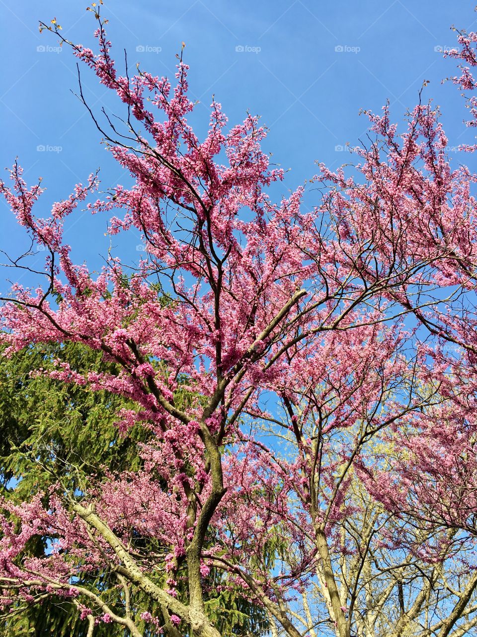 Spring blooms in Ohio 