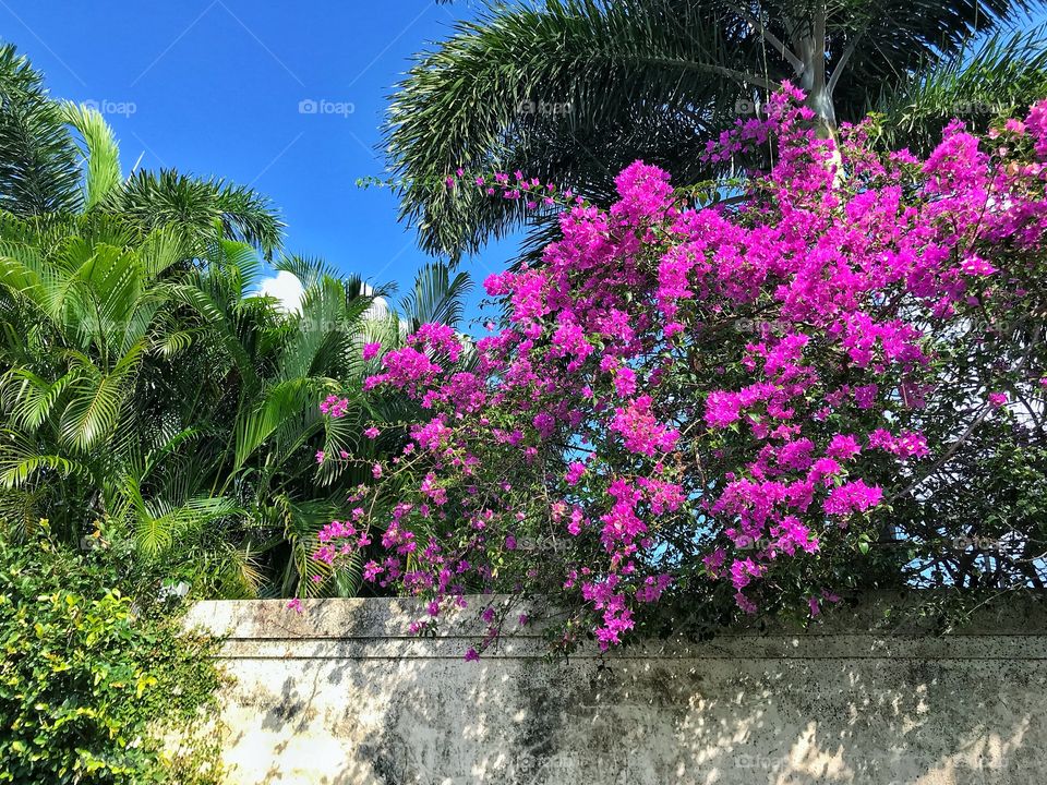 Tropical flowers