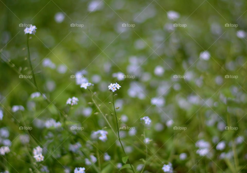 blue flowers green background growing in ground