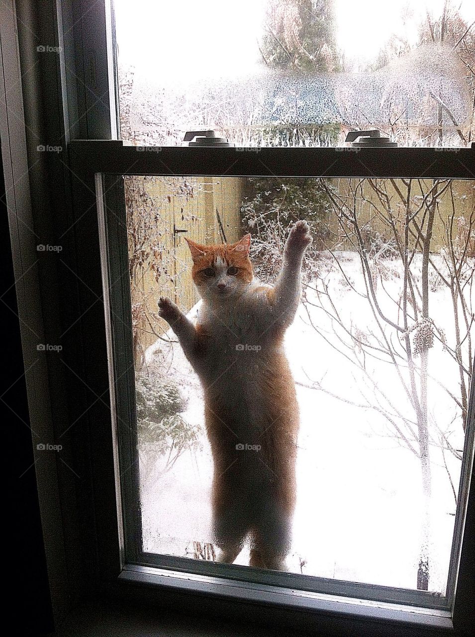 Let Me In