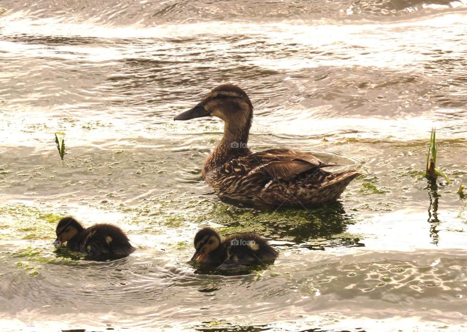 mum and kids