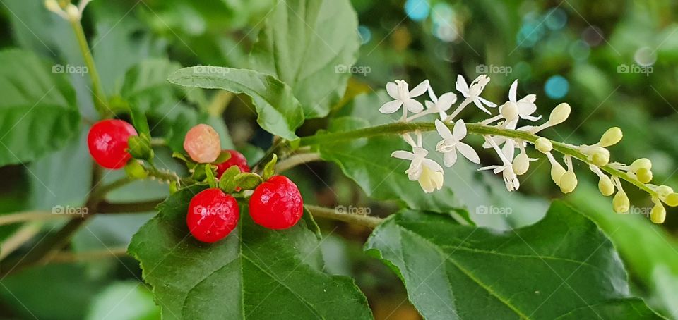 white flowers with small red berries