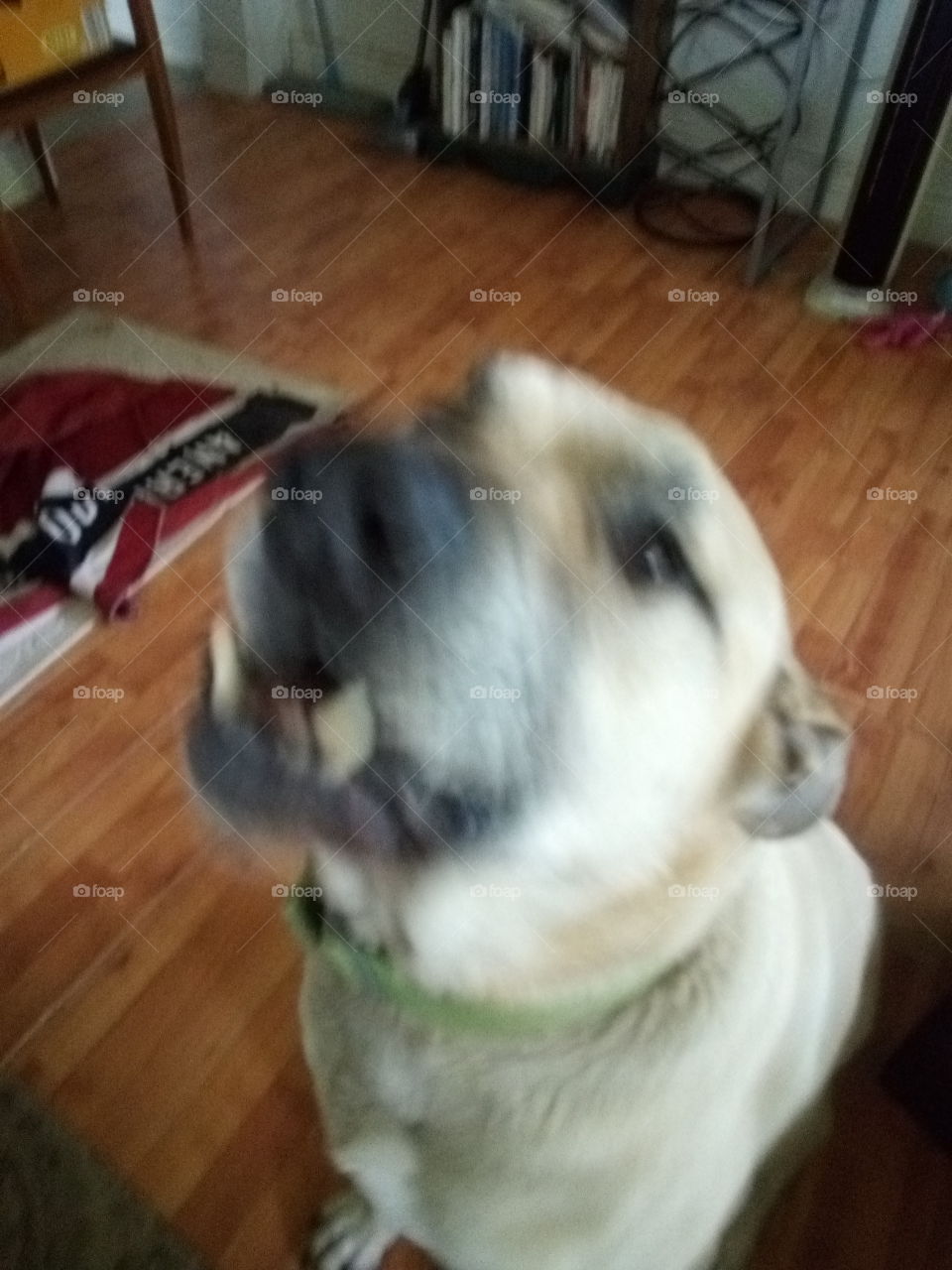 I want a treat please please please, hurt up and give me some treats. I'm hungry can't you tell.