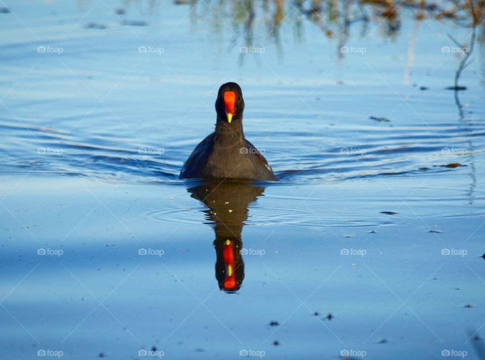 Common gallinule reflections