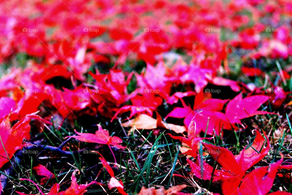 Red leaves on grass