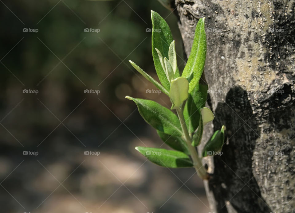 green italy nature tree by kuzeytac