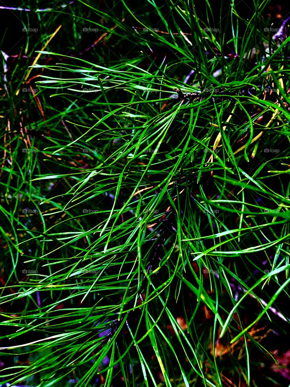 Full frame closeup of pine needles 