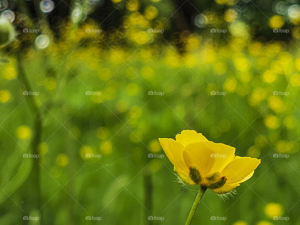 marigolds