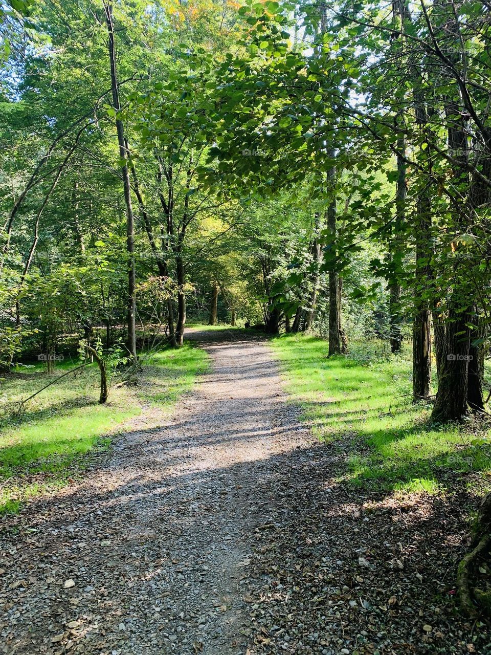 romantic lane in the spring forest