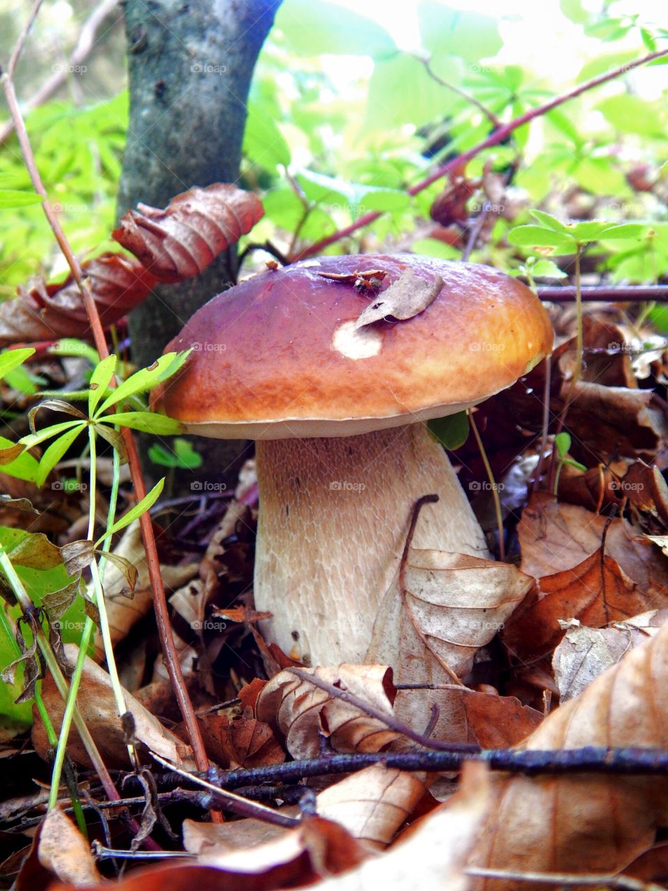 Boletus - the king of the forest