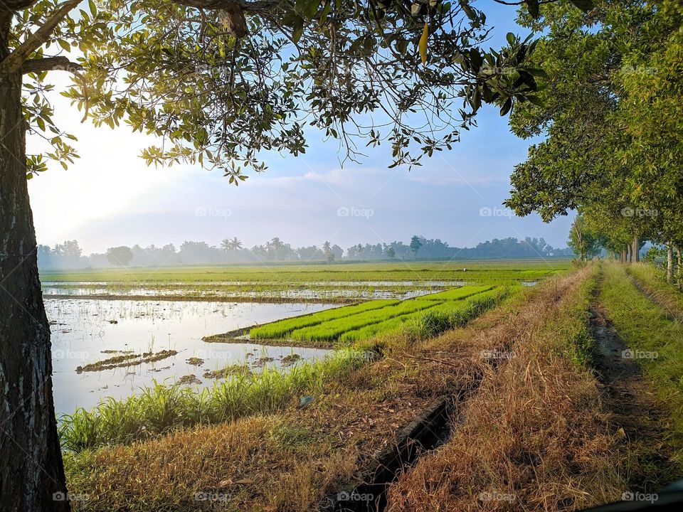 rice fields