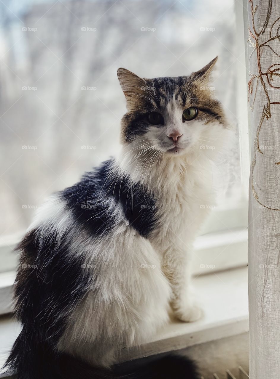 Indoor cat portrait