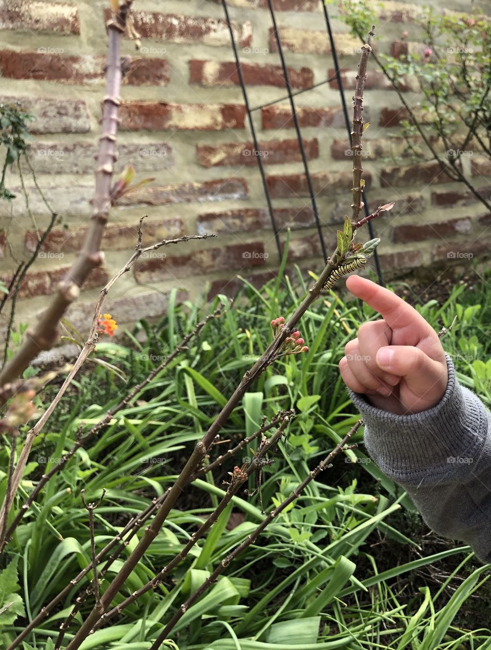 Child’s finger touching caterpillar on plant