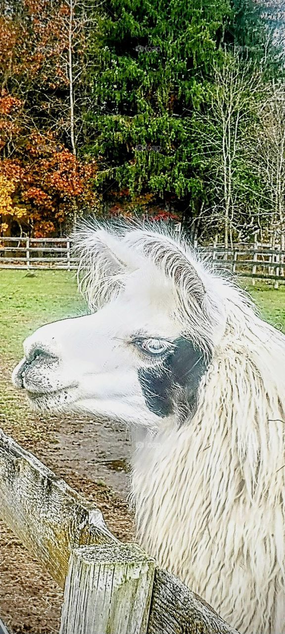 Blue Eyed Llama