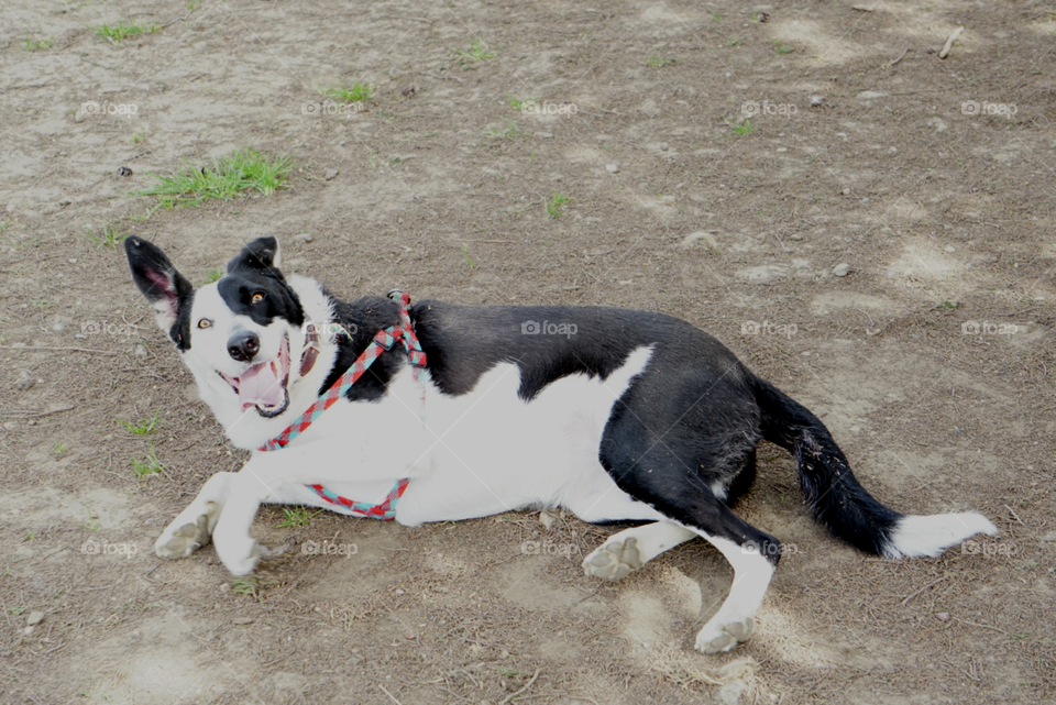 playful dog