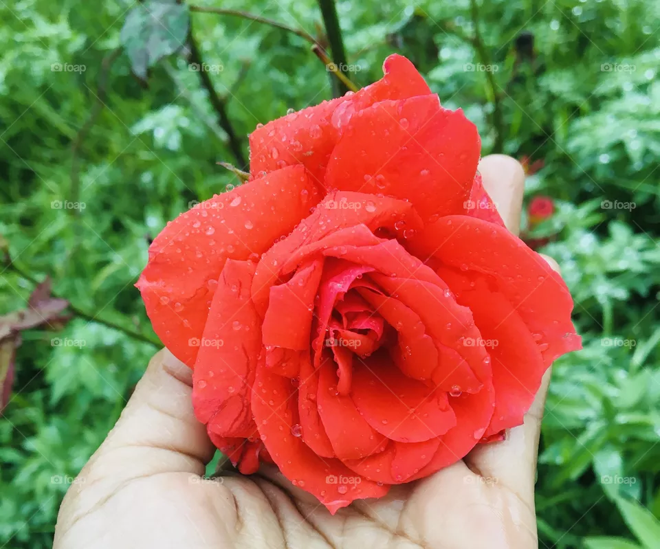 Red roses 