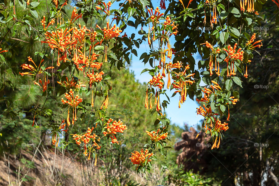 Beautiful orange flowers or Pyrostegia venusta in garden