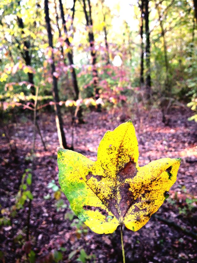 autunno
