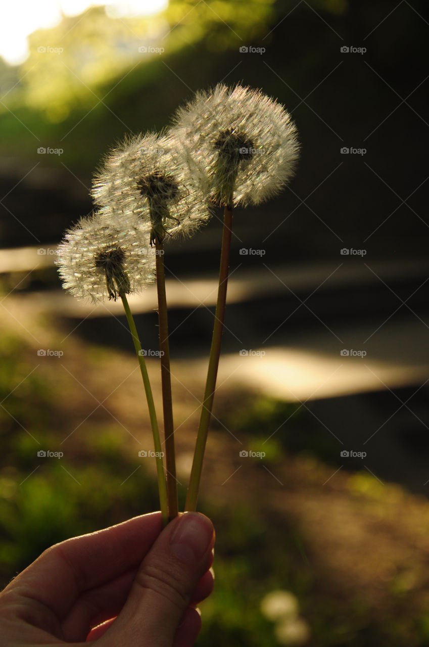 dandelions in the morning sunlight