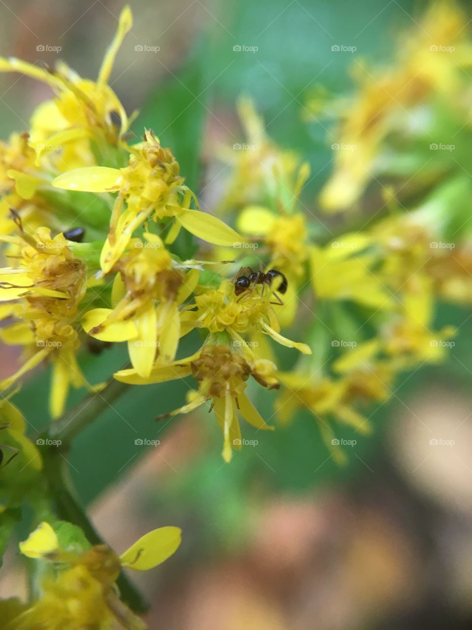 Ant on goldenrod 