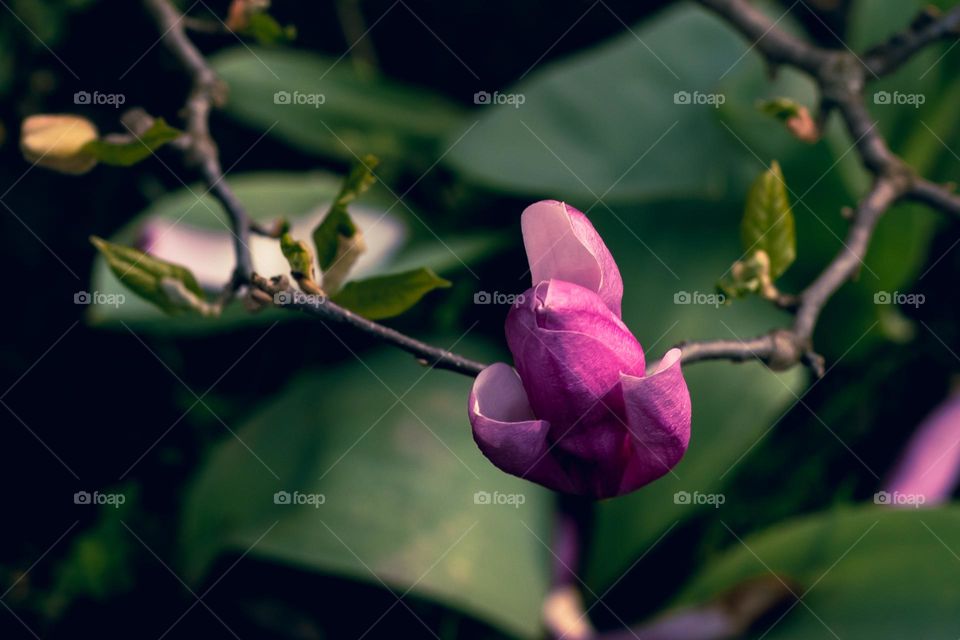 magnolia flowers