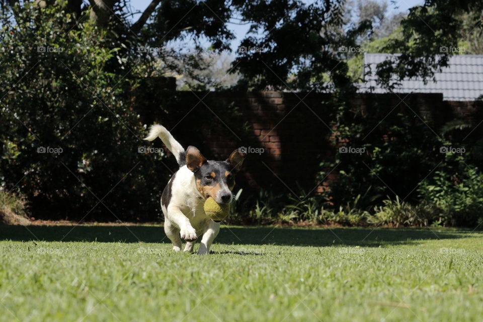 Jack Russell with tennis ball in garden