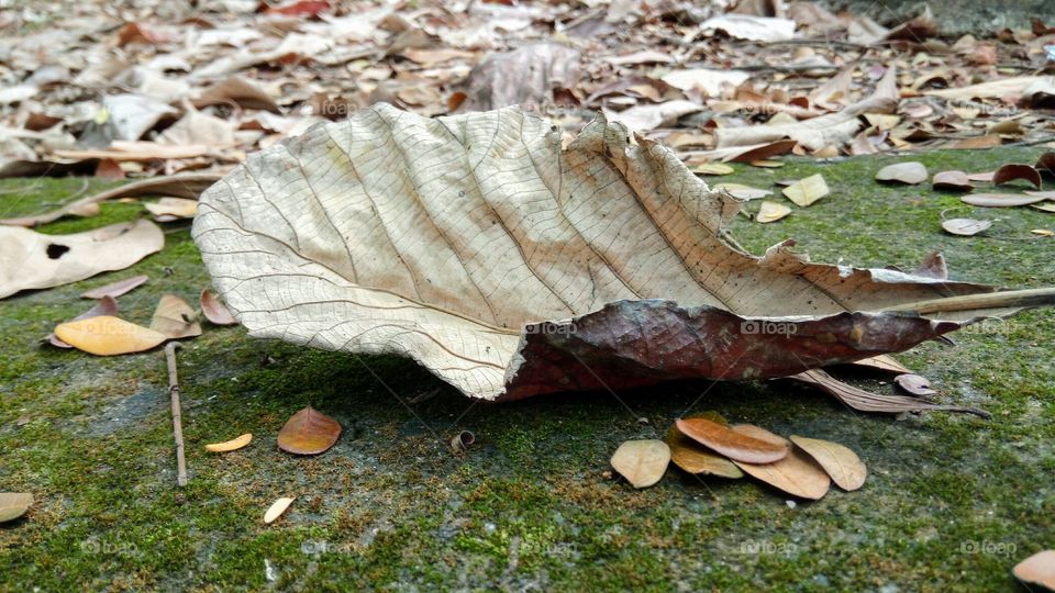 Leaf waiting for rain