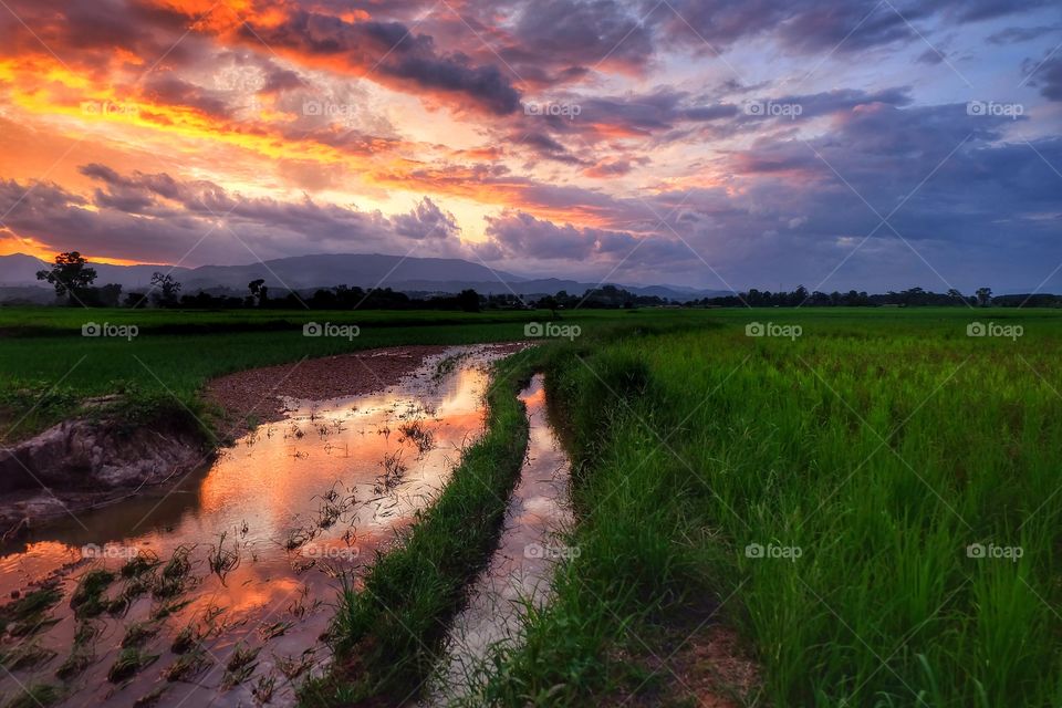 Sunset field rice
